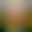 BlurHash